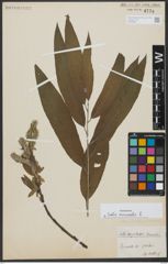 Foto von Salix viminalis L.